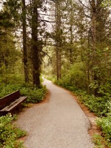 Photograph of a forest path