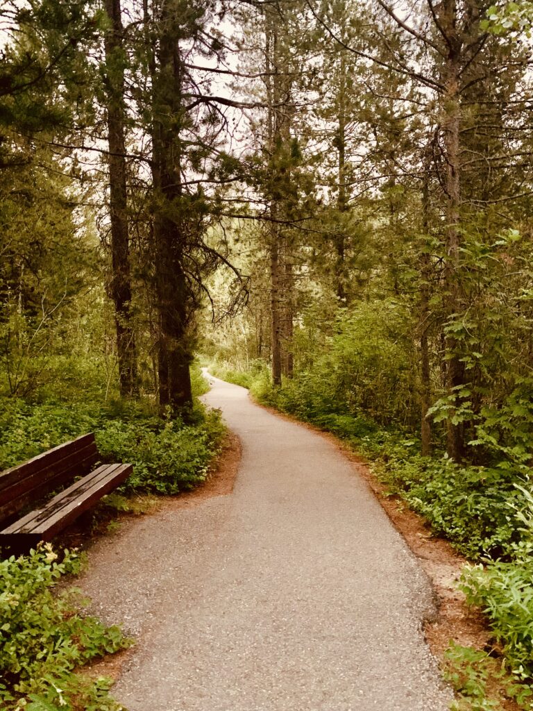 Photograph of a forest path 